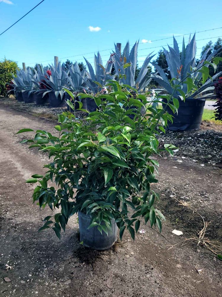 trachelospermum-jasminoides-star-confederate-jasmine
