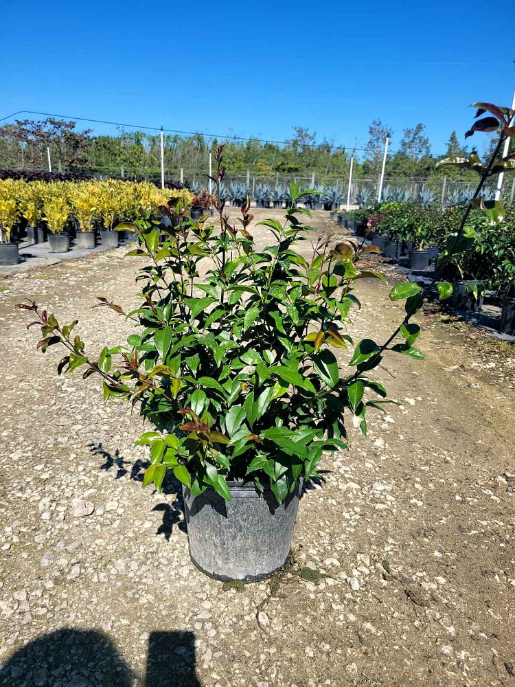 trachelospermum-jasminoides-star-confederate-jasmine
