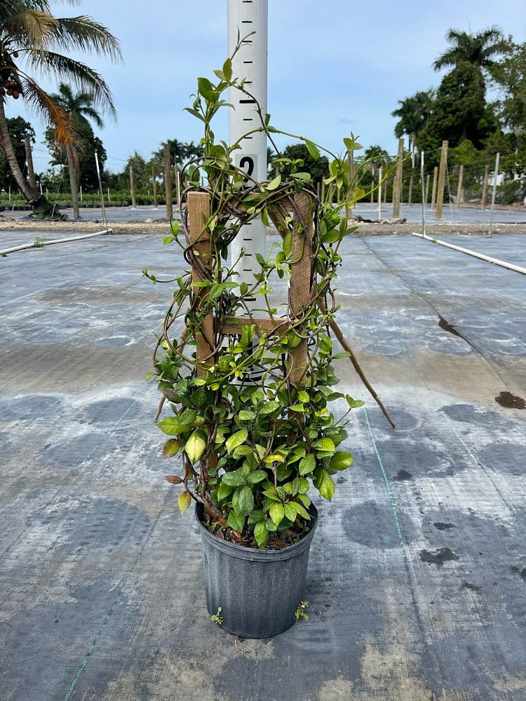 trachelospermum-jasminoides-star-confederate-jasmine