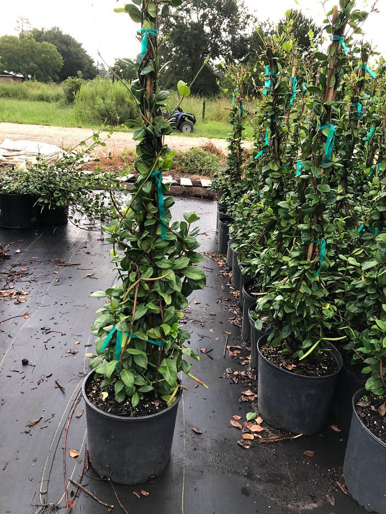 trachelospermum-jasminoides-star-confederate-jasmine