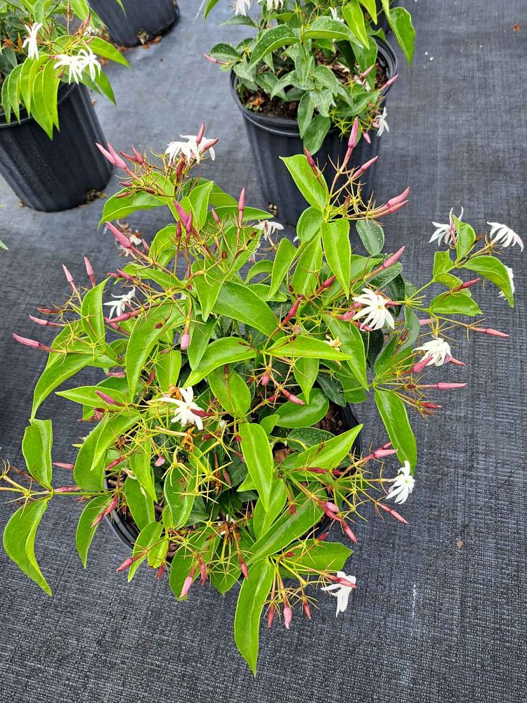 trachelospermum-jasminoides-star-confederate-jasmine