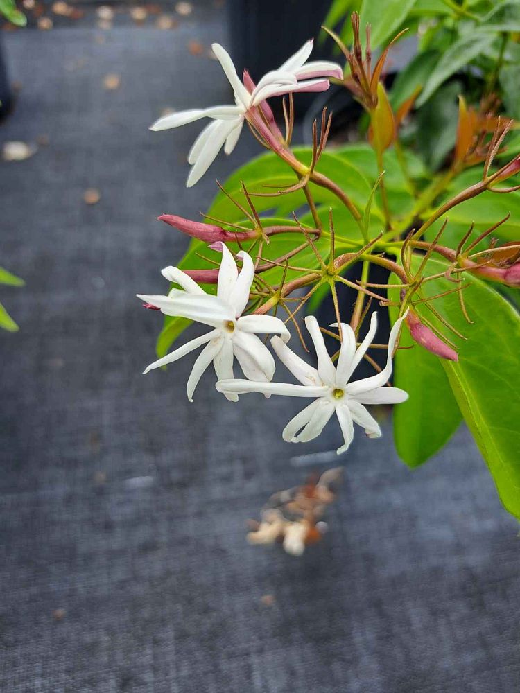 trachelospermum-jasminoides-star-confederate-jasmine