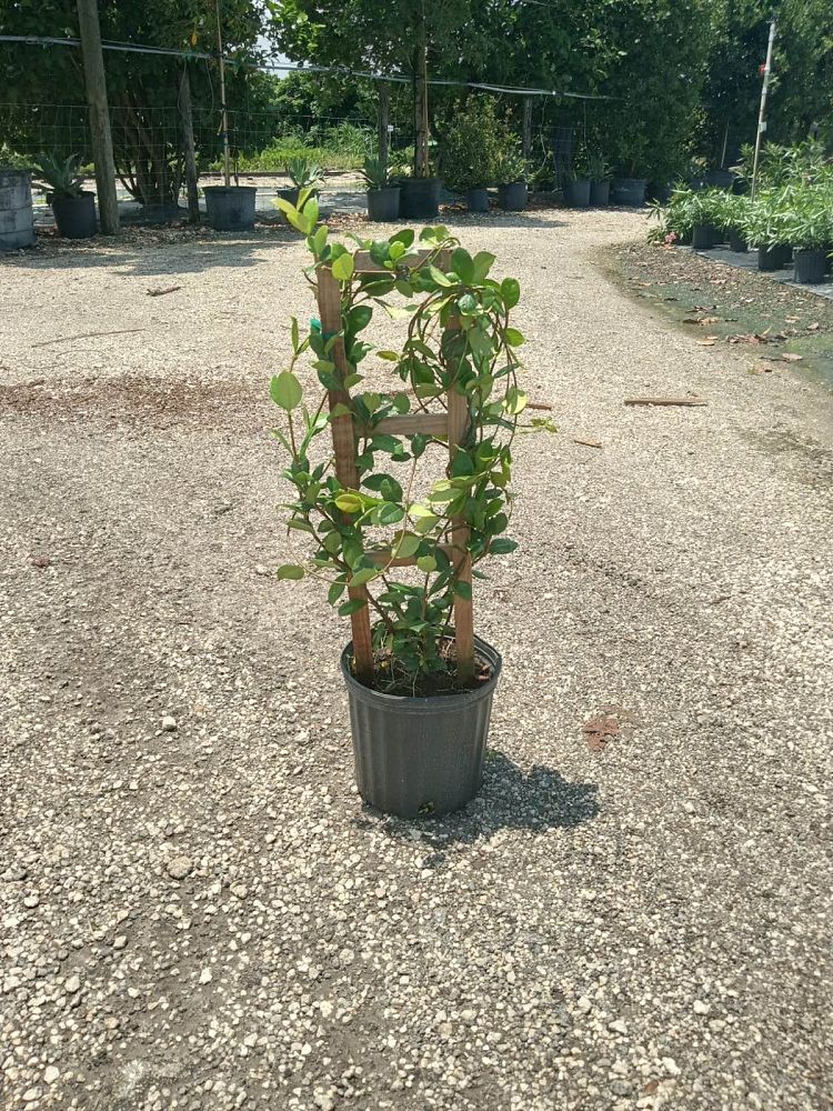 trachelospermum-jasminoides-star-confederate-jasmine