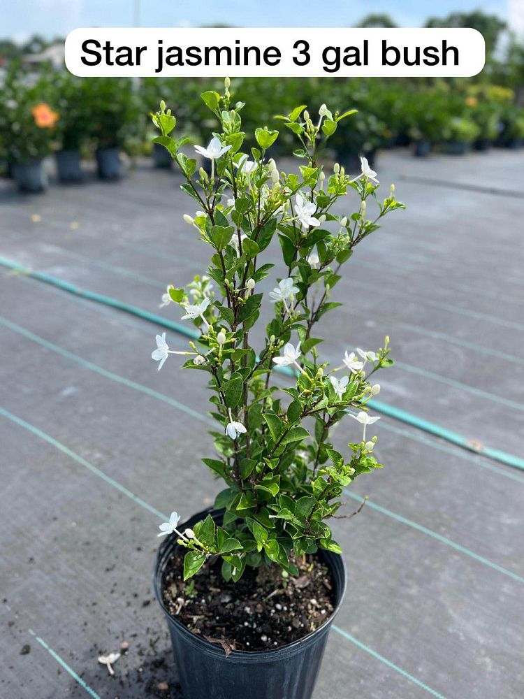 trachelospermum-jasminoides-star-confederate-jasmine