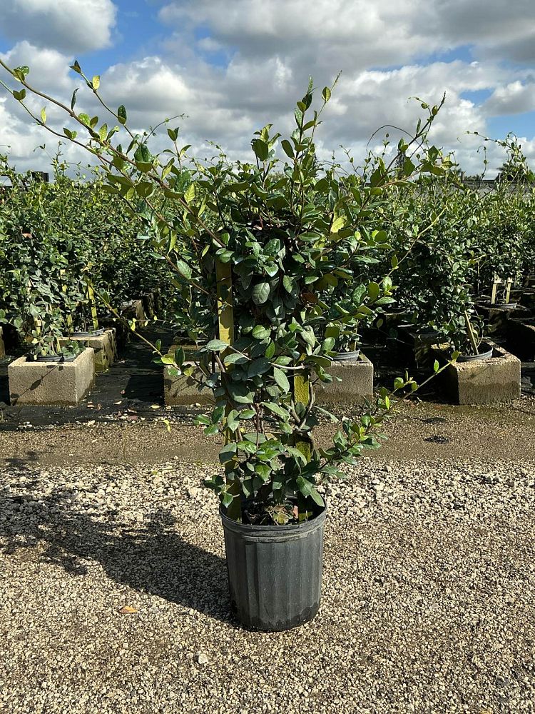 trachelospermum-jasminoides-star-confederate-jasmine