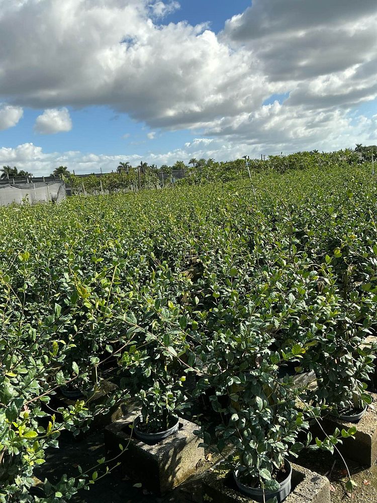 trachelospermum-jasminoides-star-confederate-jasmine