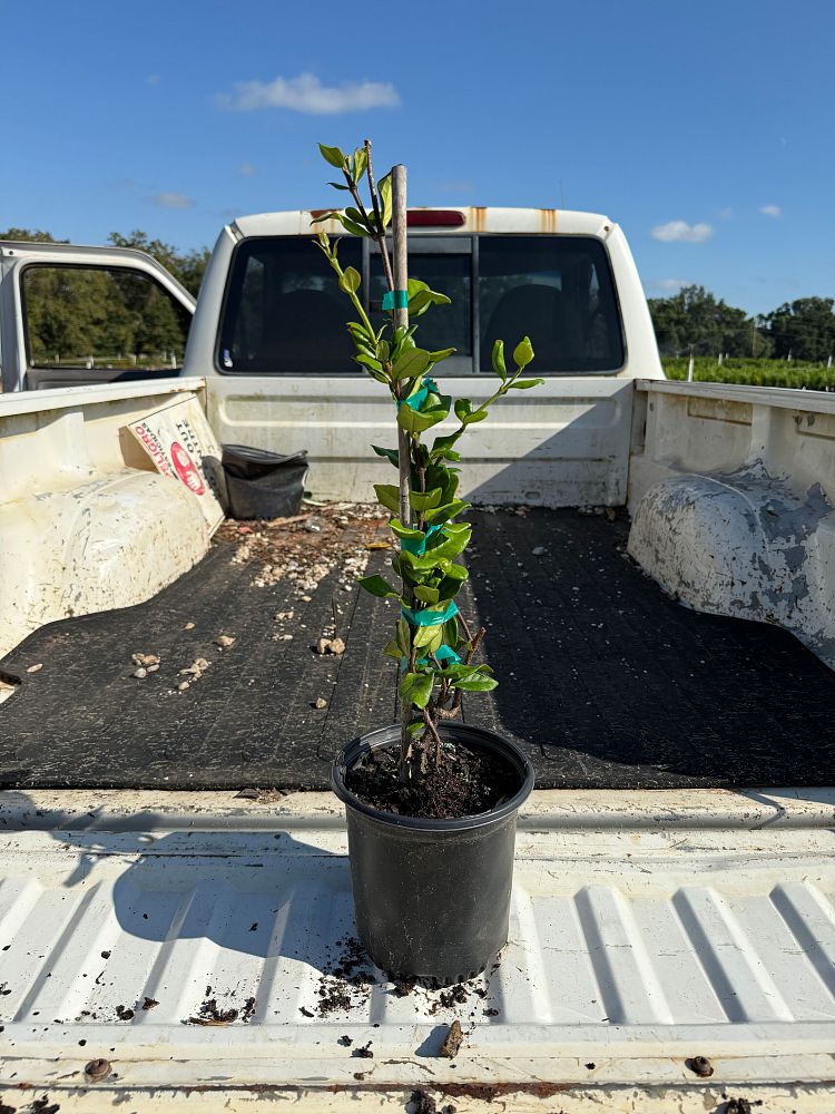 trachelospermum-jasminoides-star-confederate-jasmine