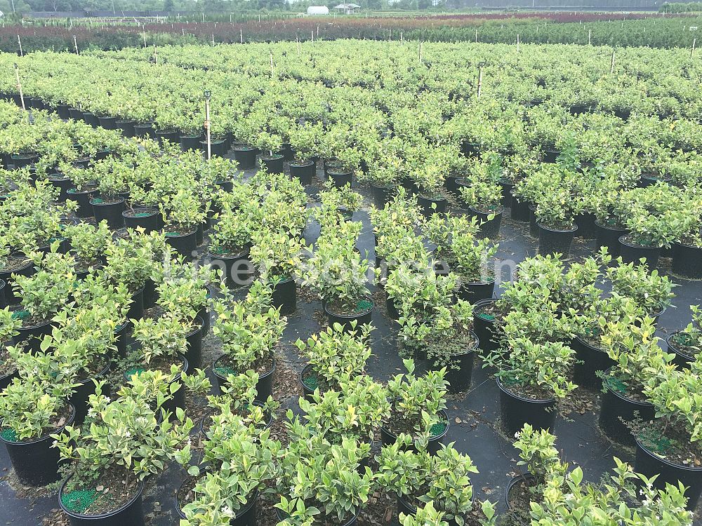 trachelospermum-jasminoides-variegatum-confederate-jasmine-variegated