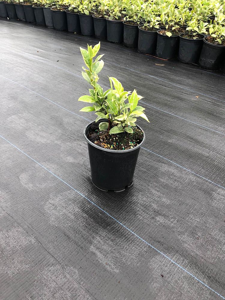 trachelospermum-jasminoides-variegatum-confederate-jasmine-variegated
