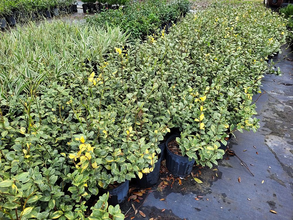 trachelospermum-jasminoides-variegatum-confederate-jasmine-variegated