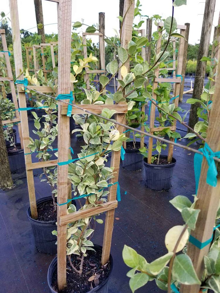 trachelospermum-jasminoides-variegatum-confederate-jasmine-variegated