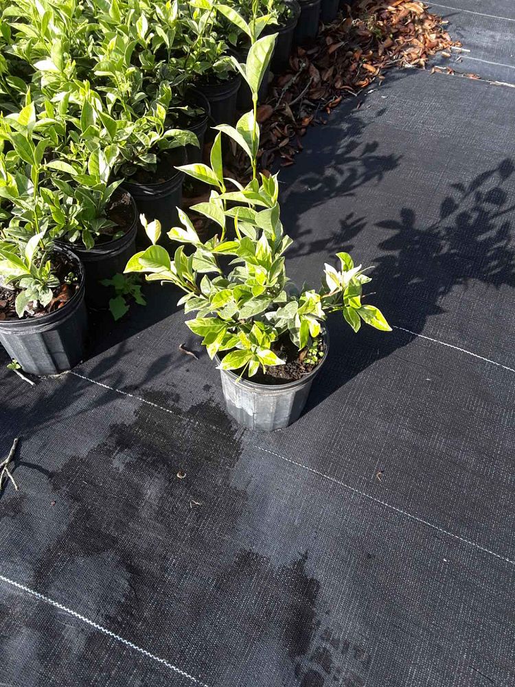 trachelospermum-jasminoides-variegatum-confederate-jasmine-variegated