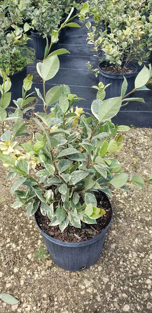 trachelospermum-jasminoides-variegatum-confederate-jasmine-variegated
