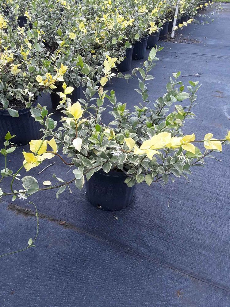 trachelospermum-jasminoides-variegatum-confederate-jasmine-variegated