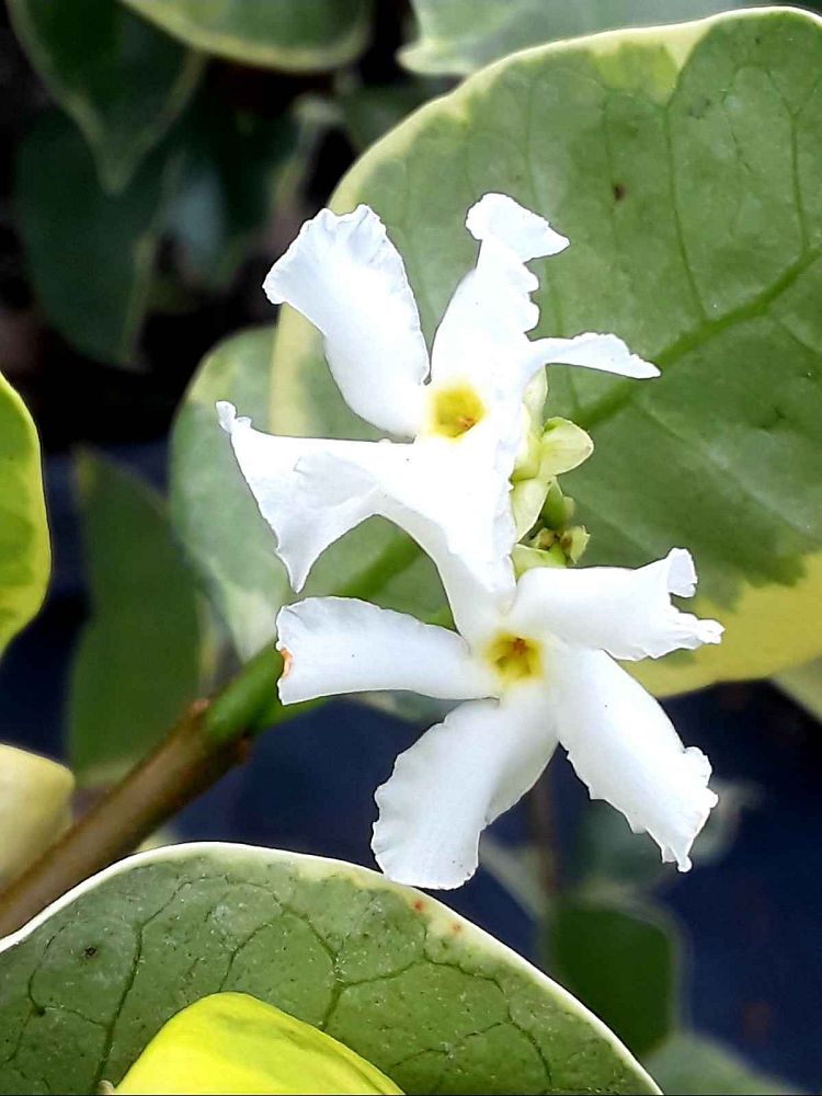 trachelospermum-jasminoides-variegatum-confederate-jasmine-variegated