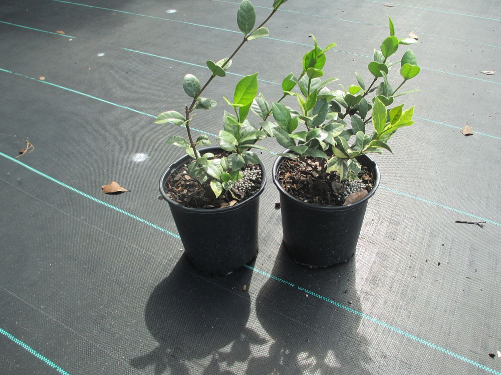 trachelospermum-jasminoides-variegatum-confederate-jasmine-variegated