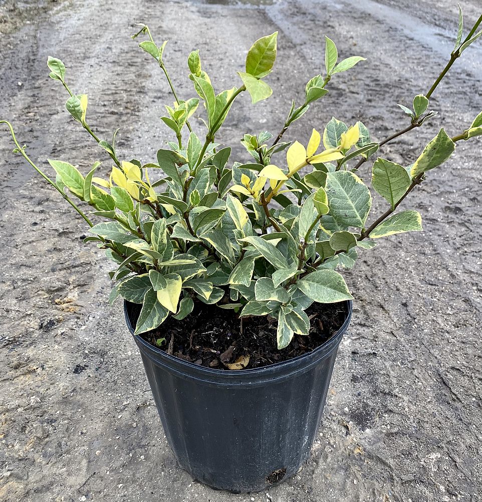 trachelospermum-jasminoides-variegatum-confederate-jasmine-variegated