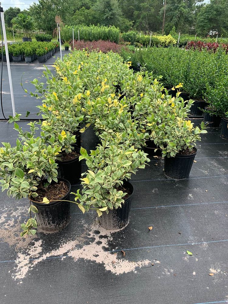 trachelospermum-jasminoides-variegatum-confederate-jasmine-variegated
