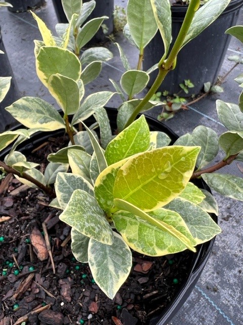trachelospermum-jasminoides-variegatum-confederate-jasmine-variegated