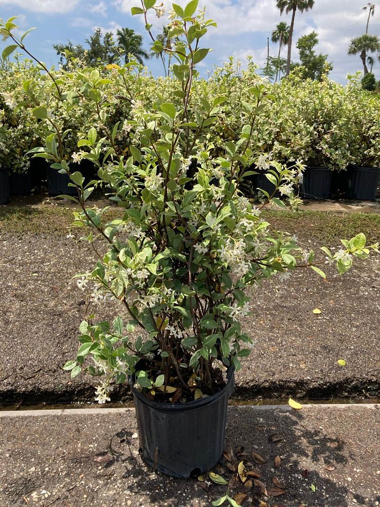 trachelospermum-jasminoides-variegatum-confederate-jasmine-variegated
