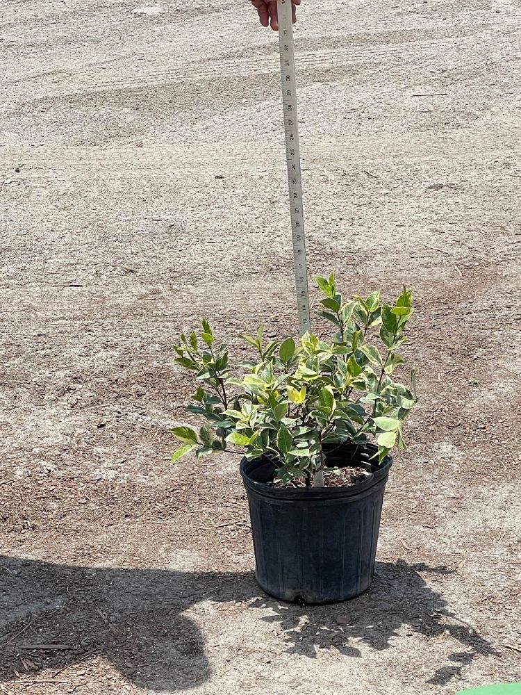 trachelospermum-jasminoides-variegatum-confederate-jasmine-variegated