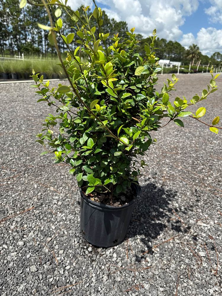 trachelospermum-jasminoides-variegatum-confederate-jasmine-variegated