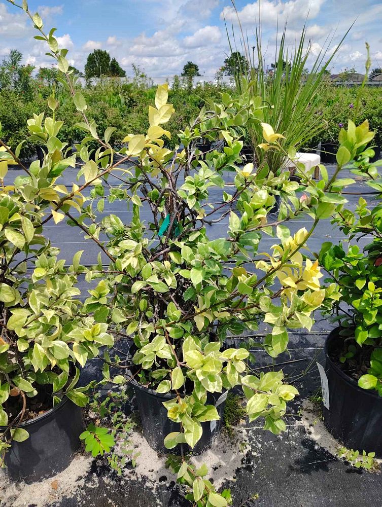 trachelospermum-jasminoides-variegatum-confederate-jasmine-variegated
