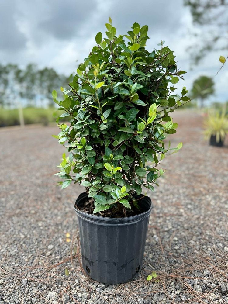 trachelospermum-jasminoides-variegatum-confederate-jasmine-variegated