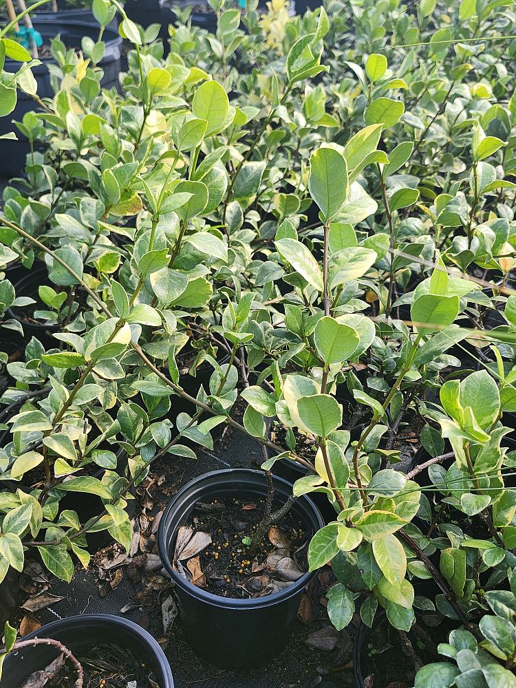 trachelospermum-jasminoides-variegatum-confederate-jasmine-variegated