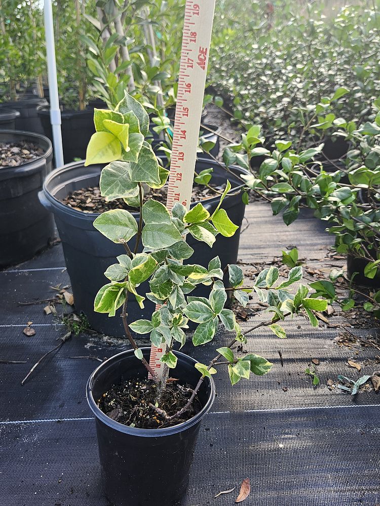 trachelospermum-jasminoides-variegatum-confederate-jasmine-variegated