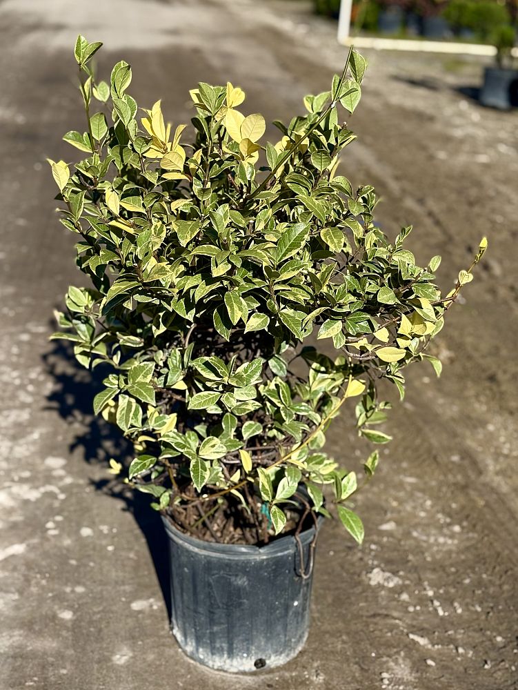 trachelospermum-jasminoides-variegatum-confederate-jasmine-variegated