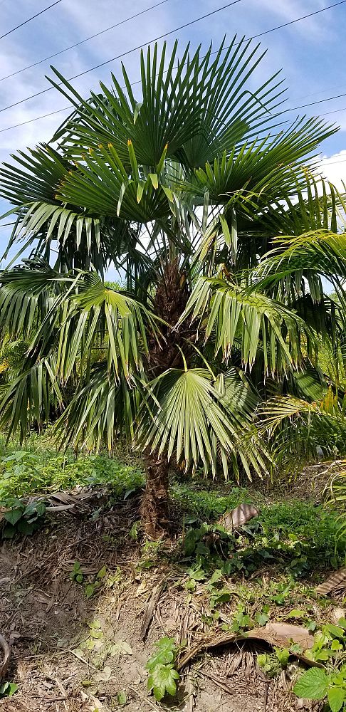trachycarpus-fortunei-bulgaria-windmill-palm-chusan-palm