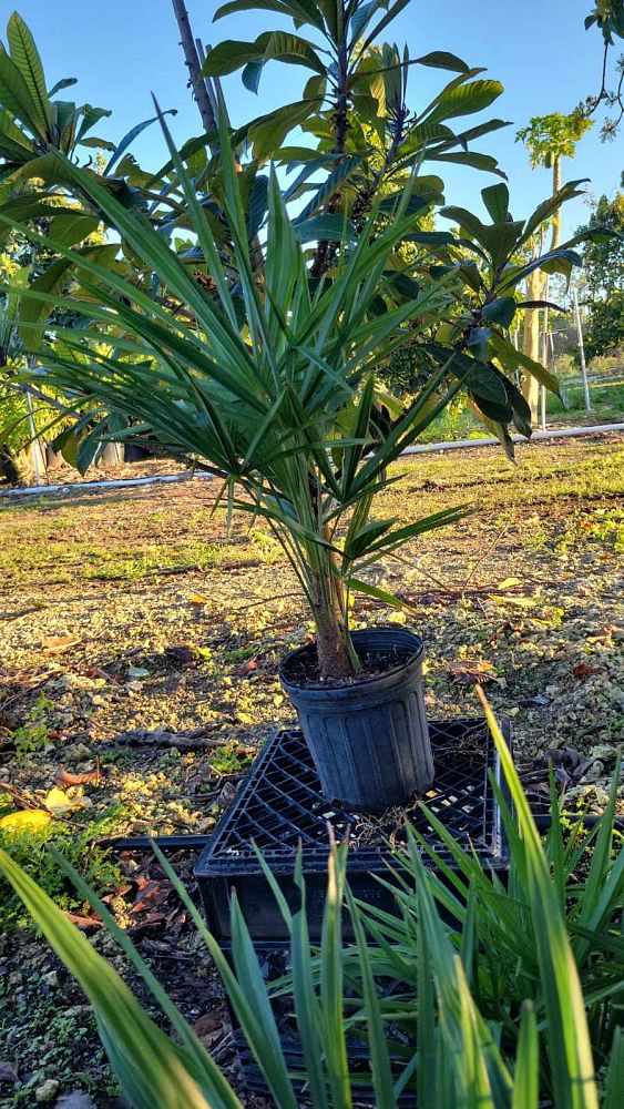 trachycarpus-fortunei-bulgaria-windmill-palm-chusan-palm