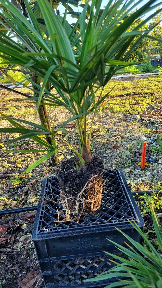 trachycarpus-fortunei-bulgaria-windmill-palm-chusan-palm