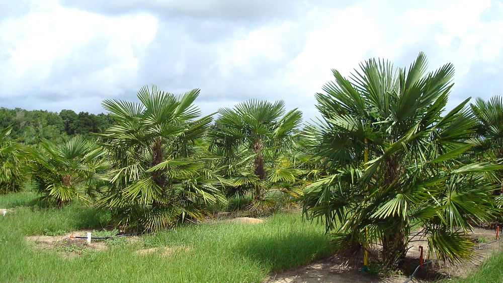 trachycarpus-fortunei-windmill-palm-chusan-palm