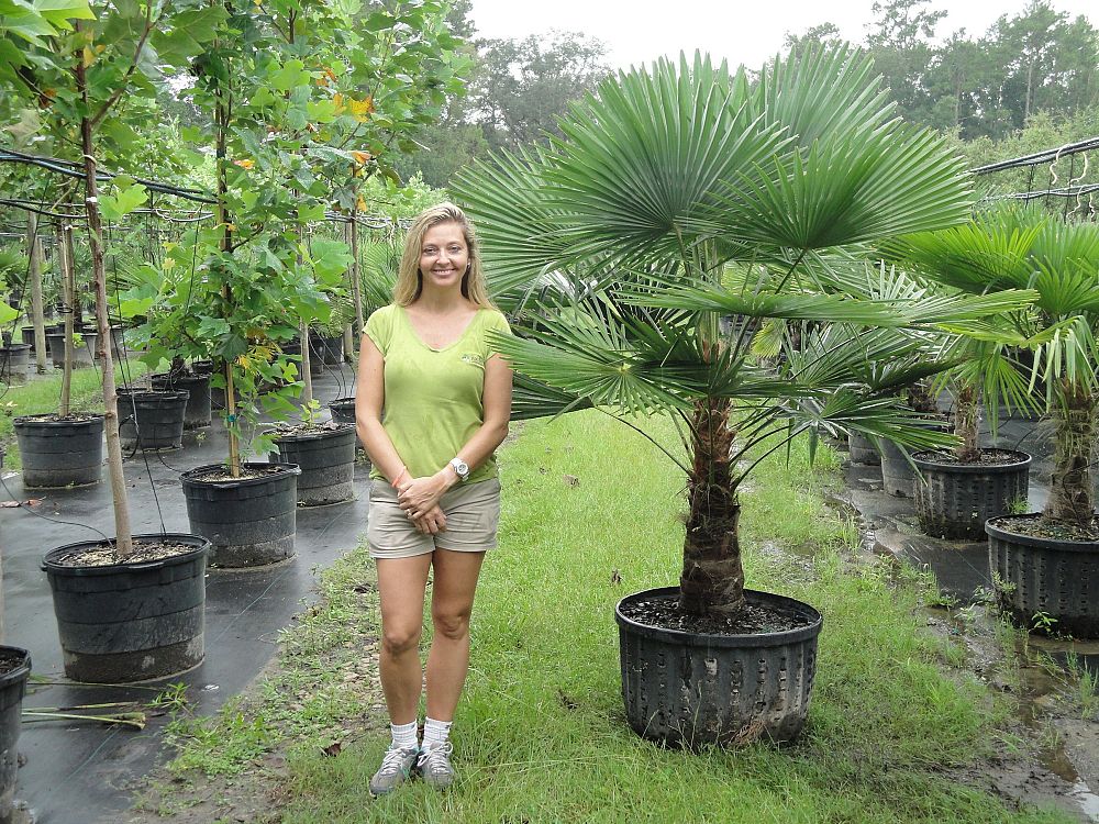 trachycarpus-fortunei-windmill-palm-chusan-palm
