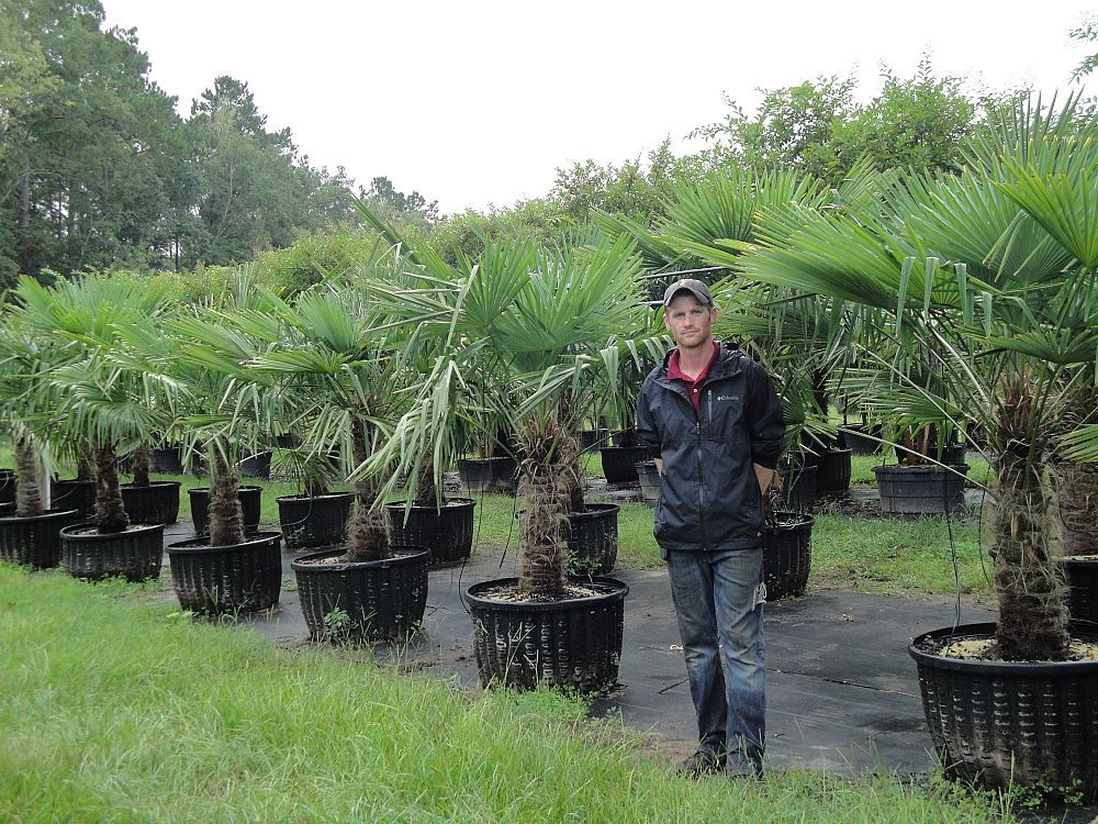 trachycarpus-fortunei-windmill-palm-chusan-palm