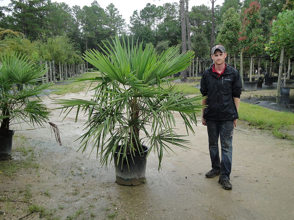 trachycarpus-fortunei-windmill-palm-chusan-palm