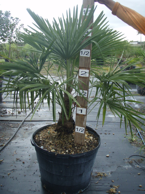 trachycarpus-fortunei-windmill-palm-chusan-palm