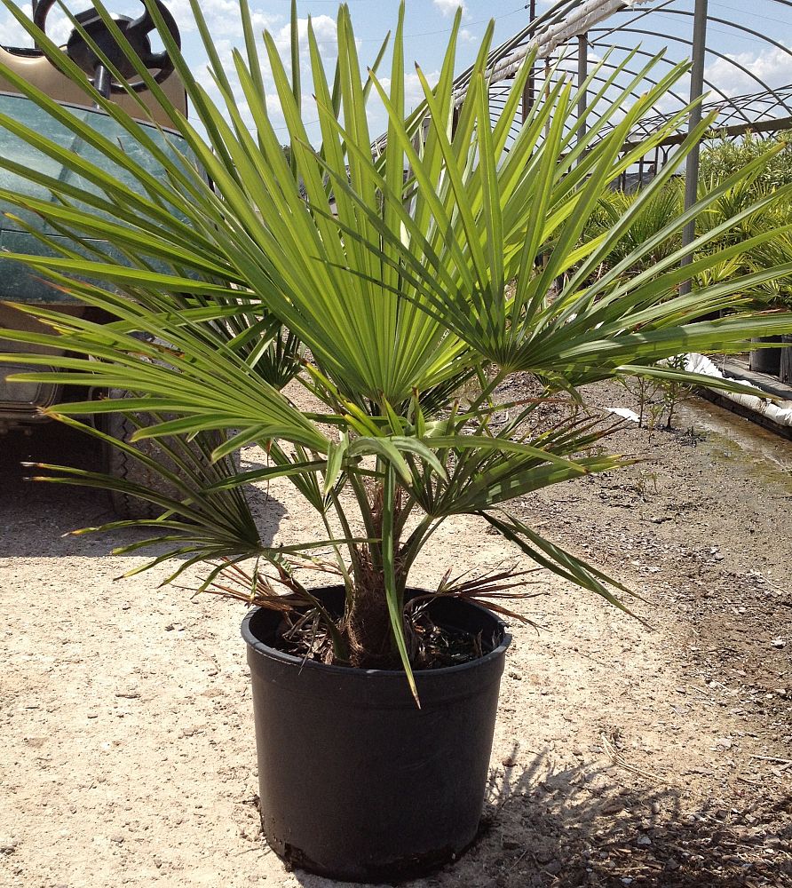 trachycarpus-fortunei-windmill-palm-chusan-palm