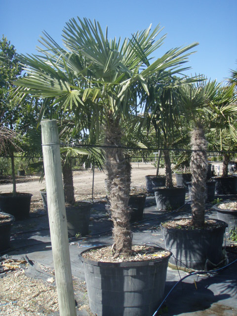 trachycarpus-fortunei-windmill-palm-chusan-palm