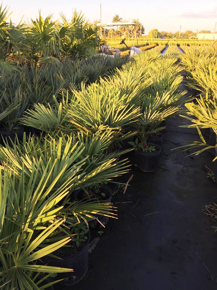 trachycarpus-fortunei-windmill-palm-chusan-palm