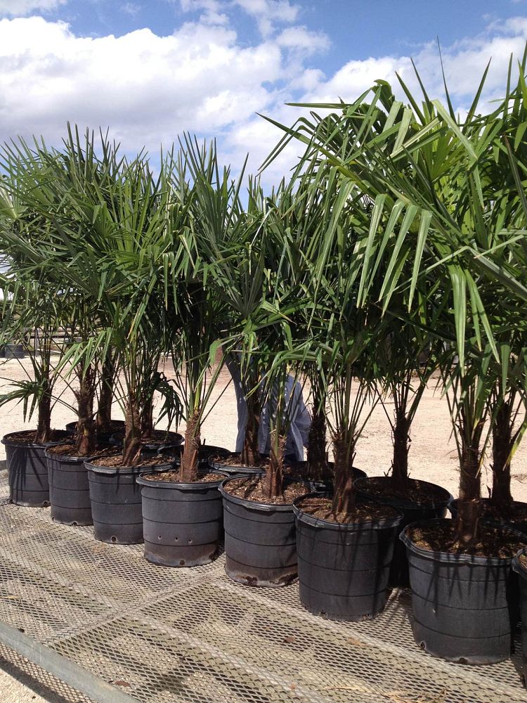 trachycarpus-fortunei-windmill-palm-chusan-palm
