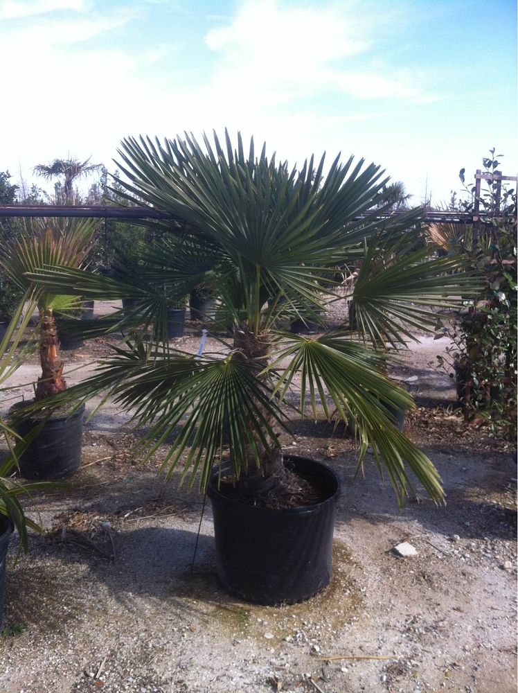 trachycarpus-fortunei-windmill-palm-chusan-palm