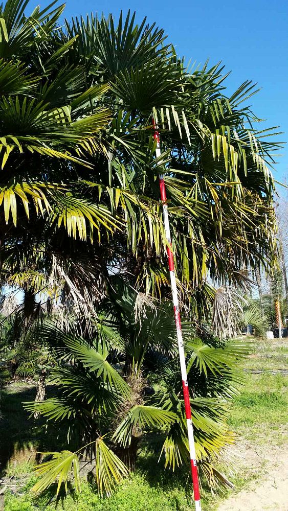 trachycarpus-fortunei-windmill-palm-chusan-palm