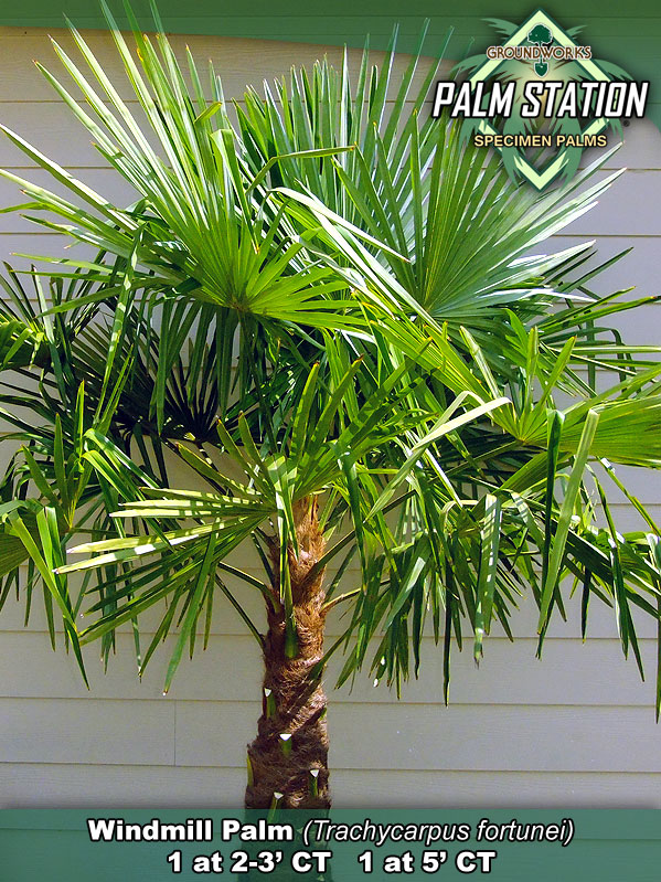 trachycarpus-fortunei-windmill-palm-chusan-palm