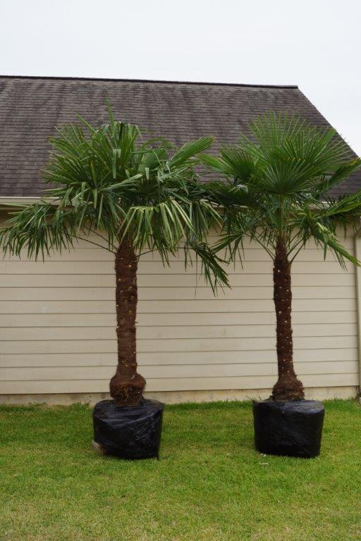 trachycarpus-fortunei-windmill-palm-chusan-palm