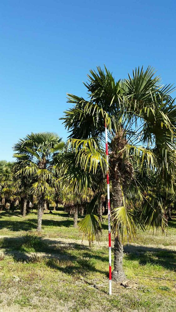 trachycarpus-fortunei-windmill-palm-chusan-palm