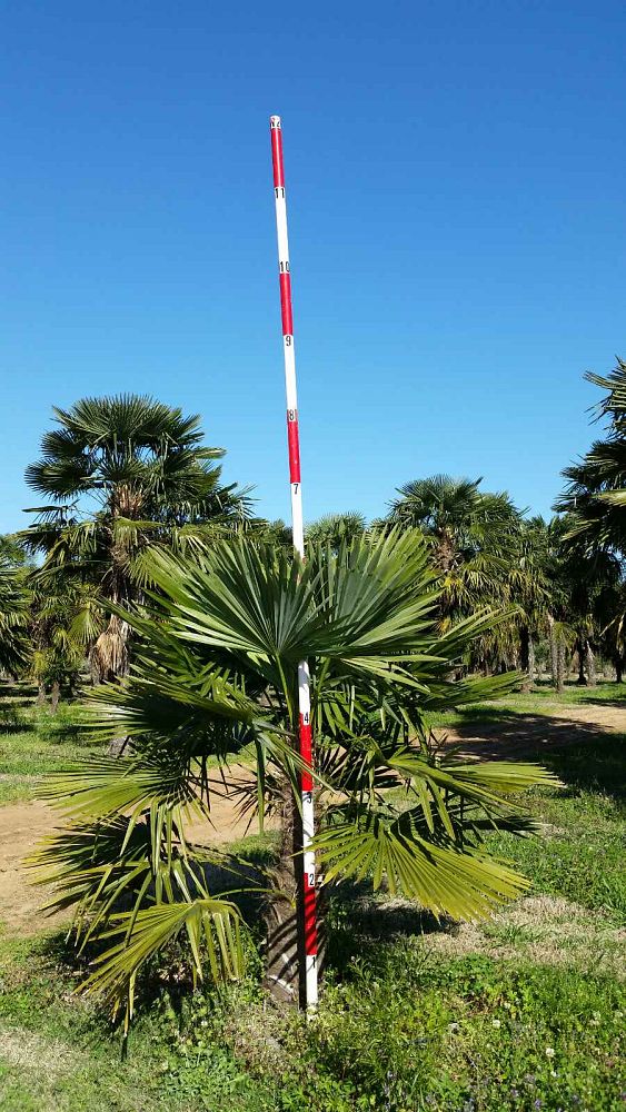trachycarpus-fortunei-windmill-palm-chusan-palm