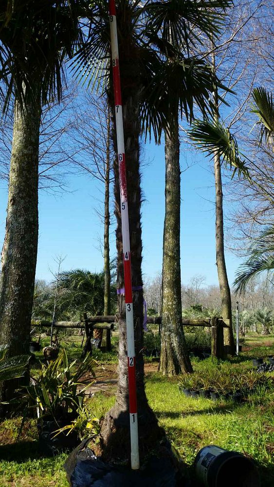 trachycarpus-fortunei-windmill-palm-chusan-palm